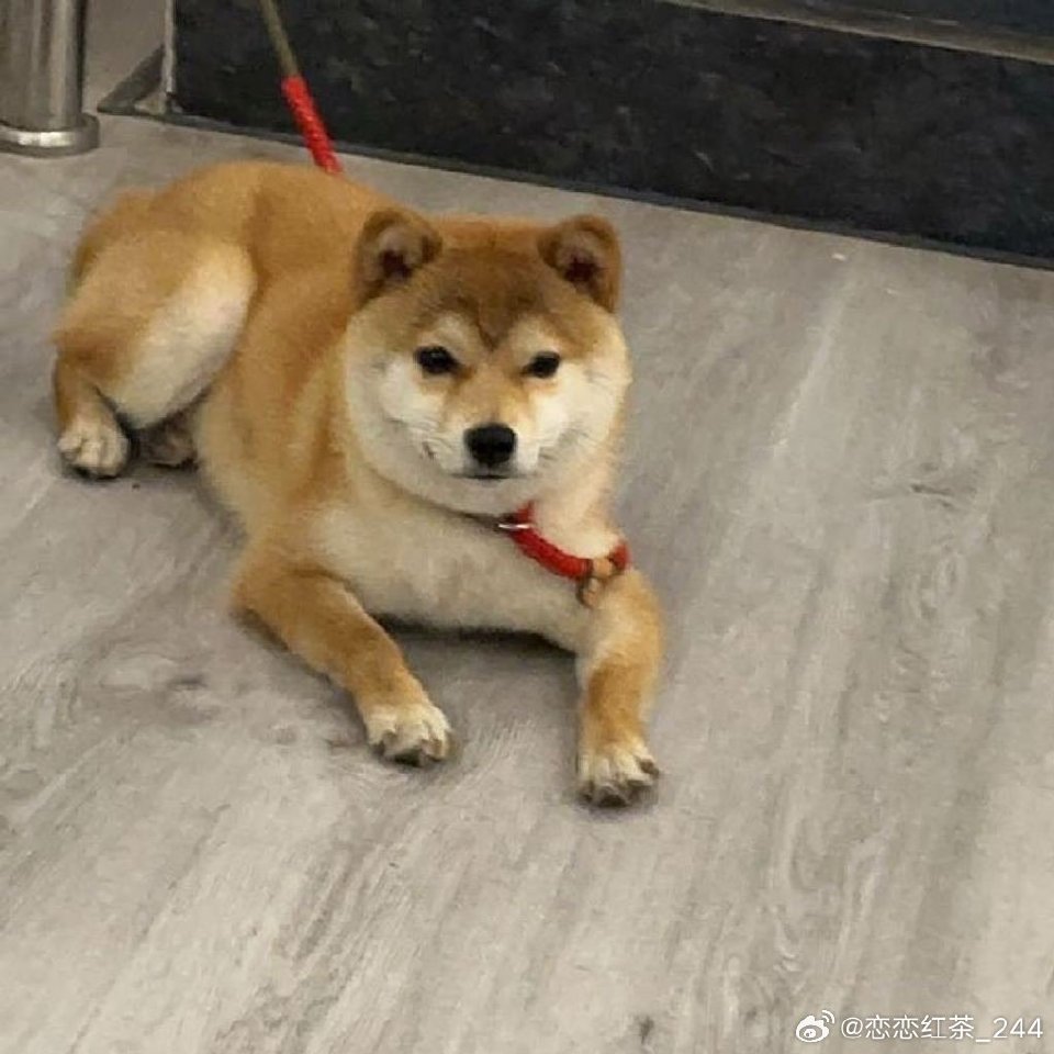 粉丝讨论69直播中回应卡Zuian签证弹幕